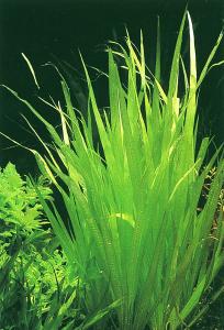 Blyxa aubertii